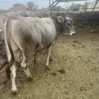 ثور الماني كفو
