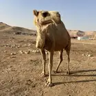 لقحة شقحاء كفوو لها 10 شهور