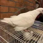 طبه فرش