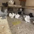 حمام للبيع