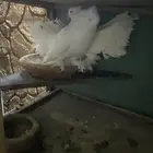 حمام رقص هندي فاخر من الاخر