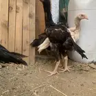 دجاج باكستاني سندي بيور