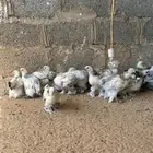 دجاج ابراهما كولومبي اصل