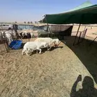 حريه ثنيه معه خروف عمره شهرين ونص