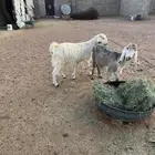 معزاء مضاريع