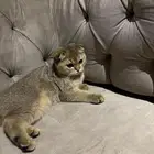 قطه سكوتش انثى قولد