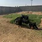 معزا 3تحت 3