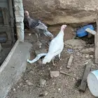 دجاجه ووديك رومي