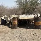 دجاج بلدي