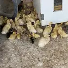 صوص بط بكيني