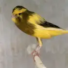 كناري يورك شاير