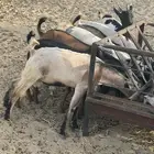 تيوس مندي