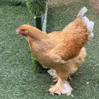 دجاج براهما العدد 2 بياض