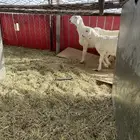 مشروع فحل كفو من غنم شهران