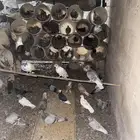 حمام للبيع اكثر من نوع الصحه شرط للبيع جمله
