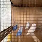 للبيع طيور روز