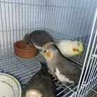 كروان للبيع