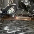 يمام خلخليت. او المتوج