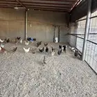 دجاج بلدي