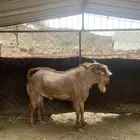 تيوس فحول فاخرة