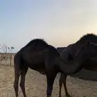 قعود مفرود يصلح فحل