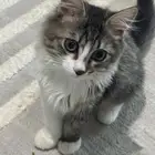 قطط