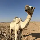 ناقه طيبة معها حوار