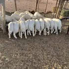 بهم تربيه للبيع