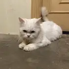 قطه للتبني بدون مال انثى العمر 9 شهور