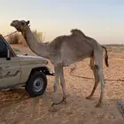 للبيع ركبي او قليصه