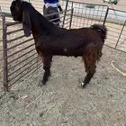 تيوس فحول قبرصيه بيور دهم