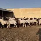 جذعات نعيم