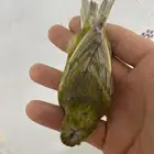 للبيع نفيه كناري