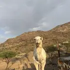 جمل اوضح كفوو