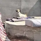 تيس فحل ثنيه