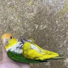 كايك وايت بيلي