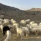 طليان ورخال حرية