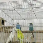 طيور ازواج بيع جملة