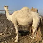 ضريبه بكره وضحا ضريبه كفو ميت ولدها منوت القاني تمم البيعع
