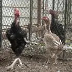 اطقم دجاج شامو - مستوى تب