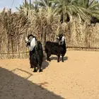 معزا عوارض