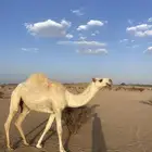 بكره باتليه