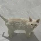 قط منقذ للتبني