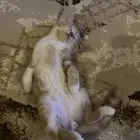 قطو للبيع
