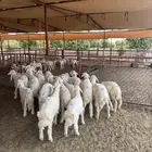 بهم تربيه مراح واحد