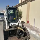 بوبكات ببكات Bobcat