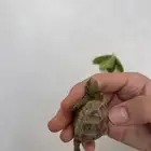 سلحفاة بريك صغيره الحجم