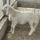 للبيع خروف حري ( تم البيع )