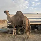جمل احمر