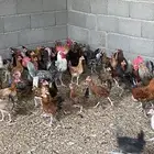 ديوك بلدي